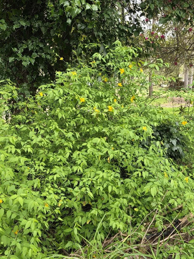 Kerria Japonica