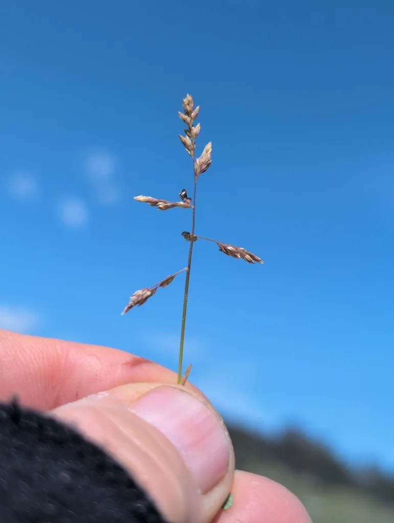 Poa Annua
