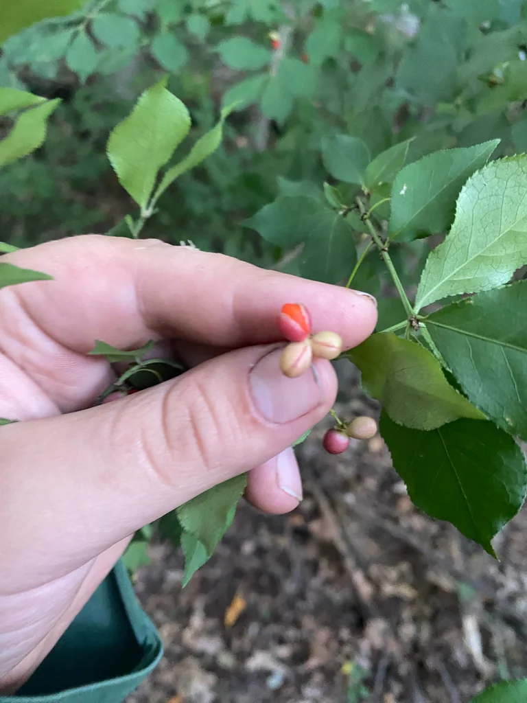 Euonymus Alatus