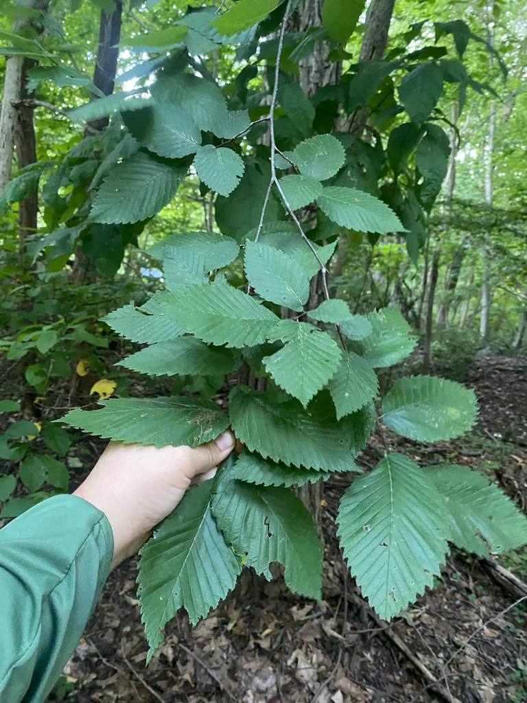 Ulmus Americana