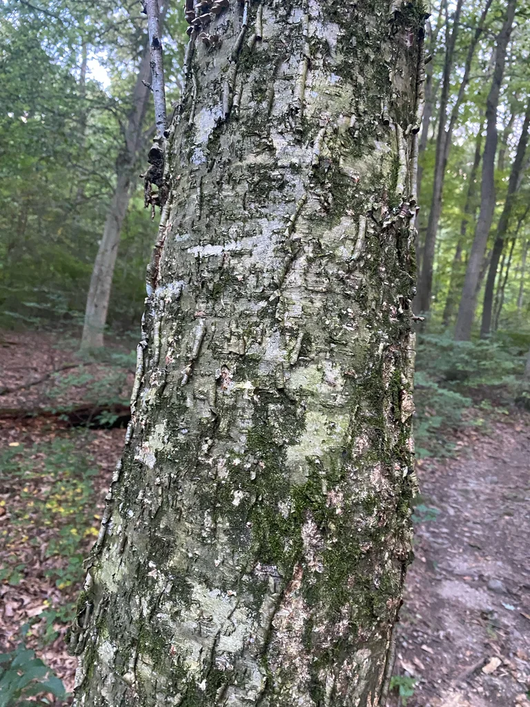 Betula Alleghaniensis