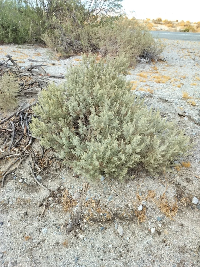 Atriplex Canescens