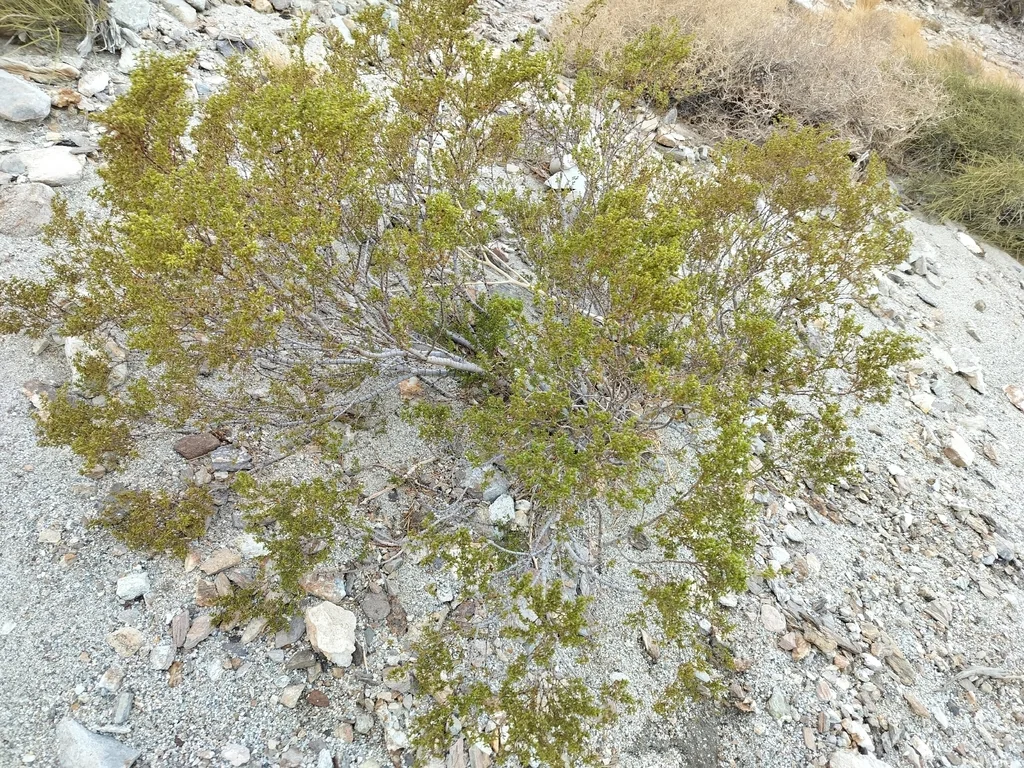 Larrea Tridentata