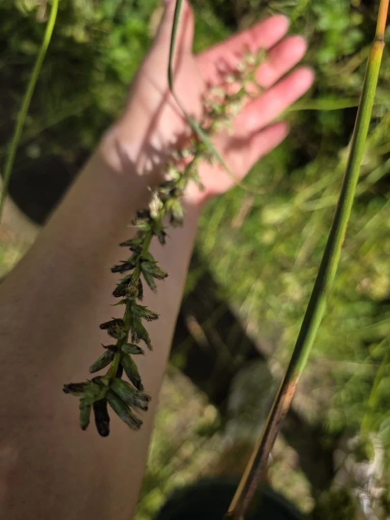 Liatris Spicata