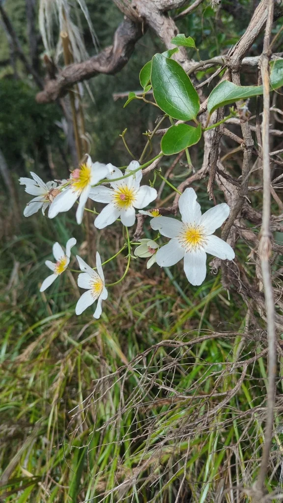 Clematis Paniculata