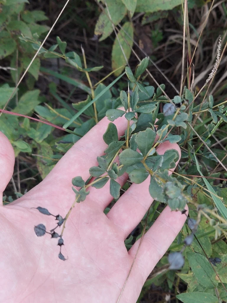 Baptisia Tinctoria
