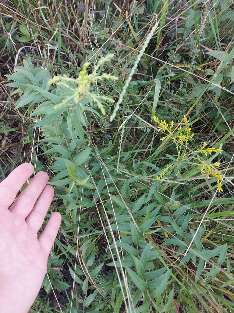Solidago Odora