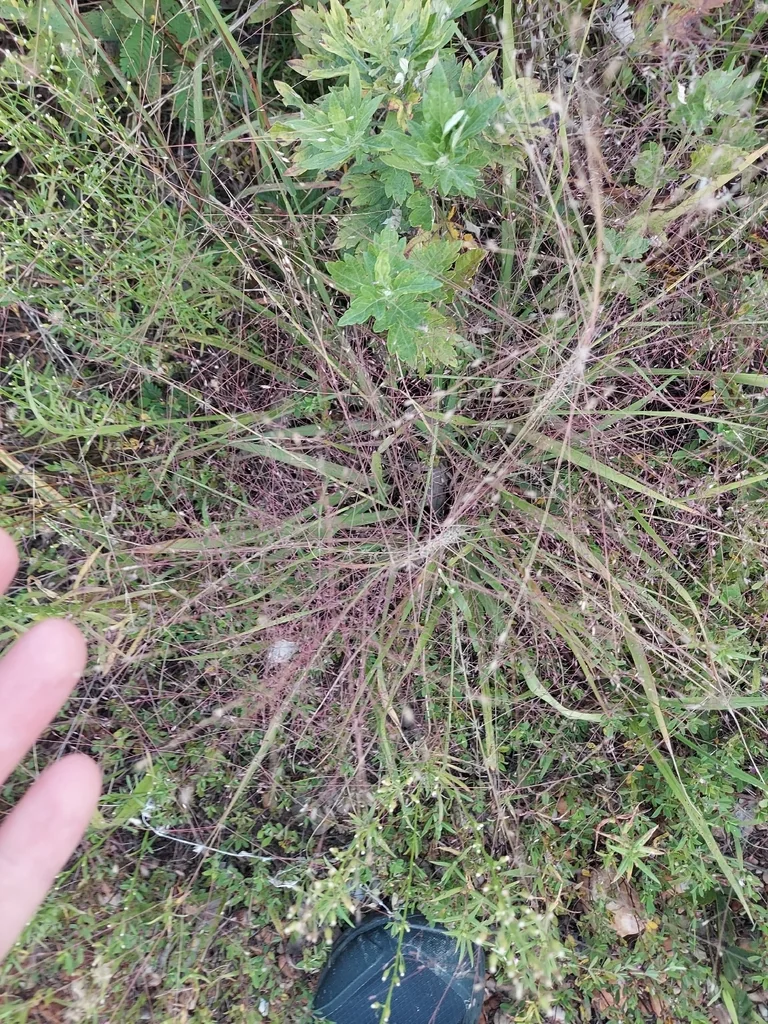 Eragrostis Spectabilis