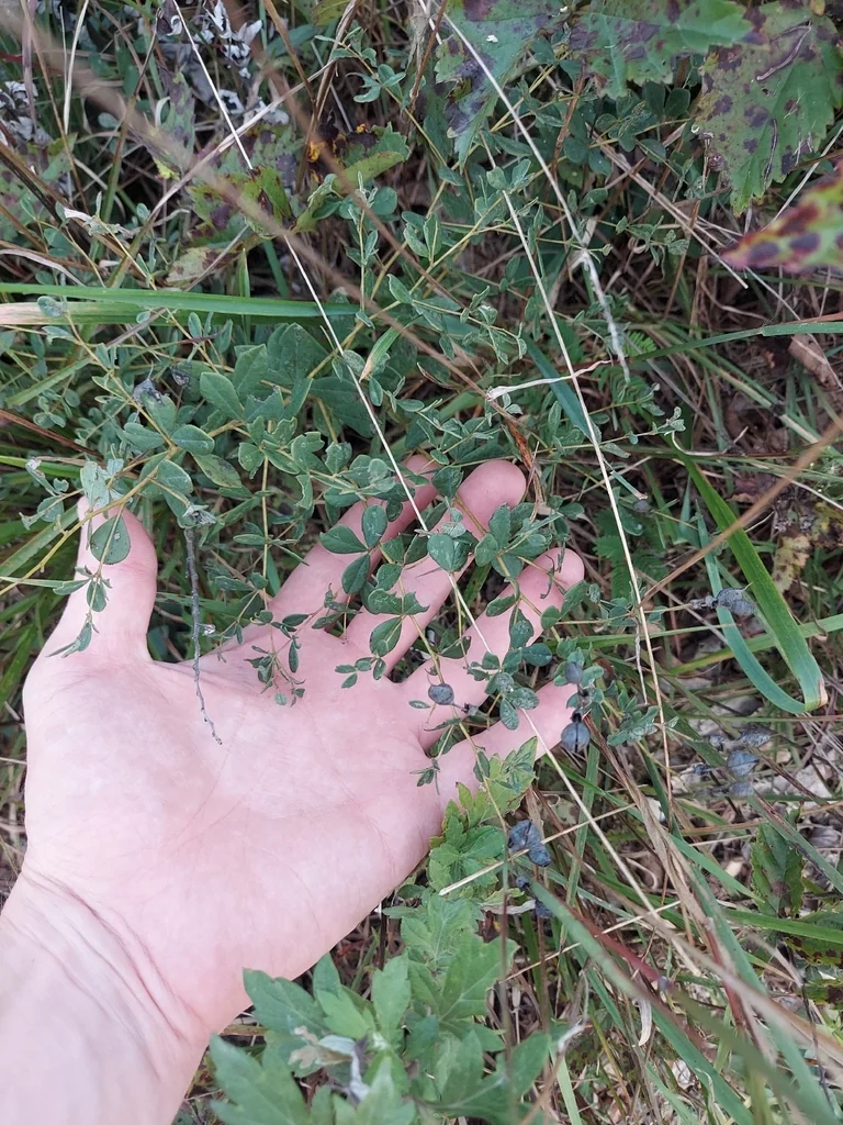 Baptisia Tinctoria
