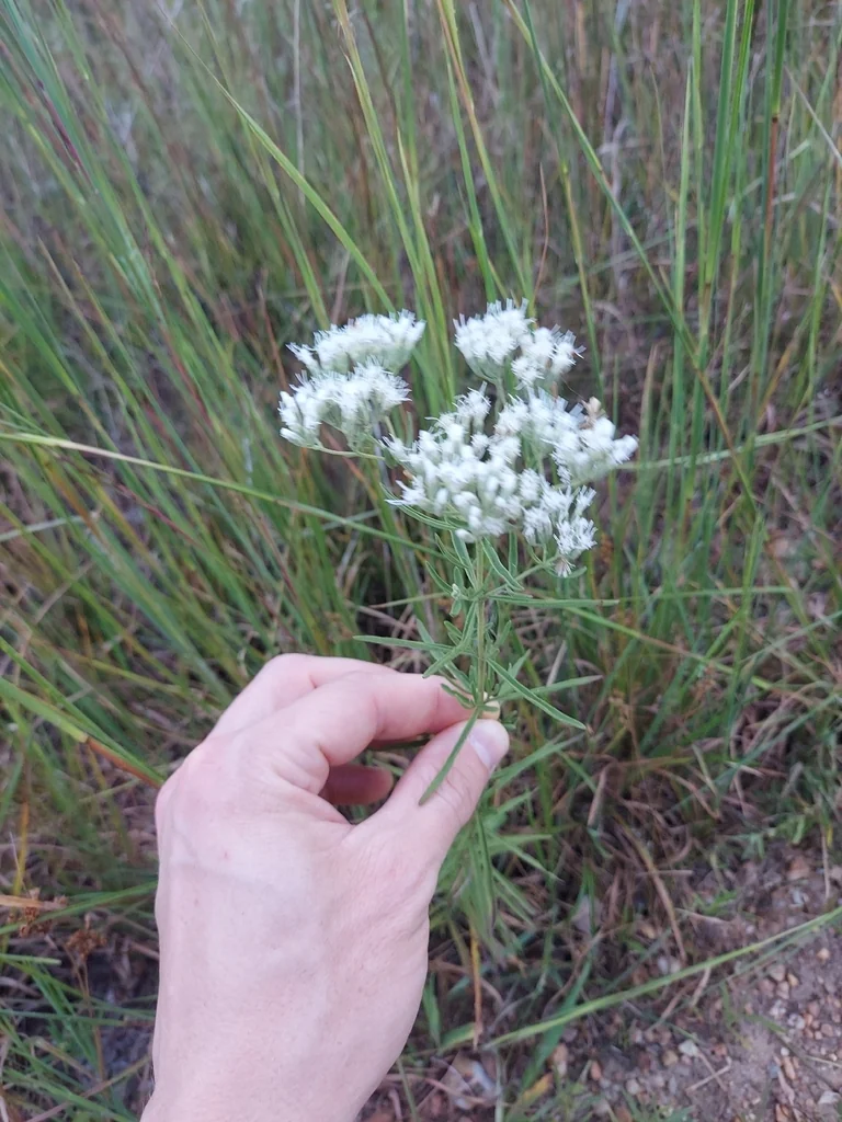 Eupatorium Hyssopifolium
