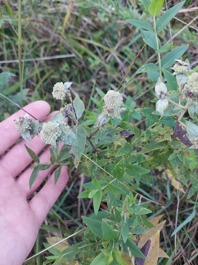 Pycnanthemum Muticum