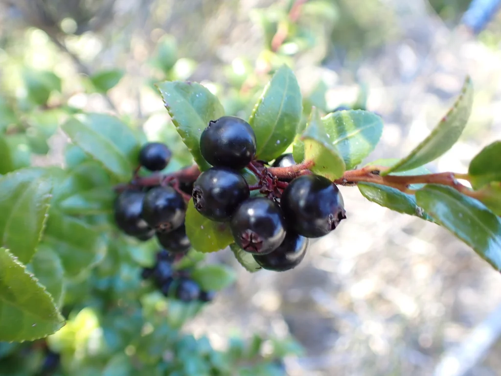 Vaccinium Ovatum