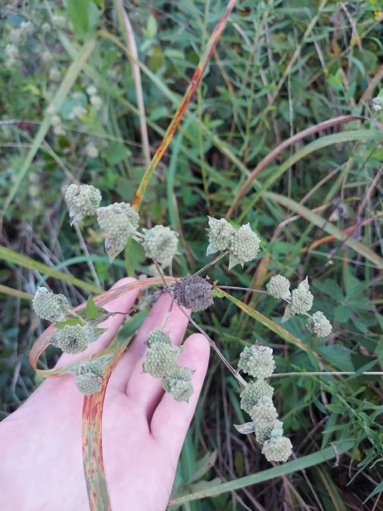 Pycnanthemum Muticum