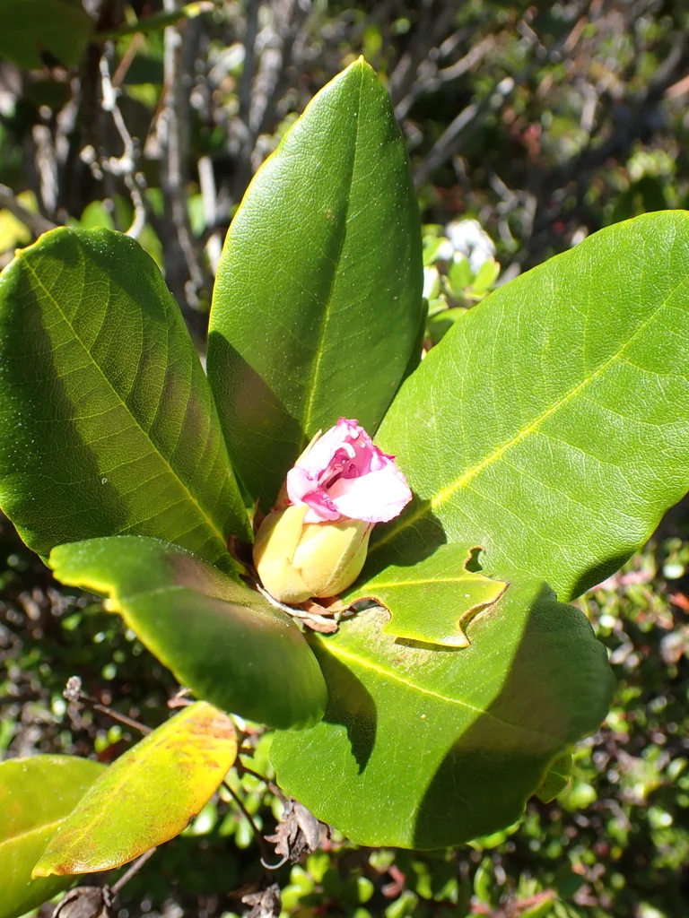 Rhododendron Macrophyllum