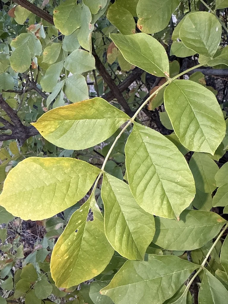 Fraxinus Latifolia