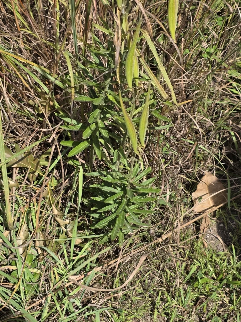 Asclepias Tuberosa