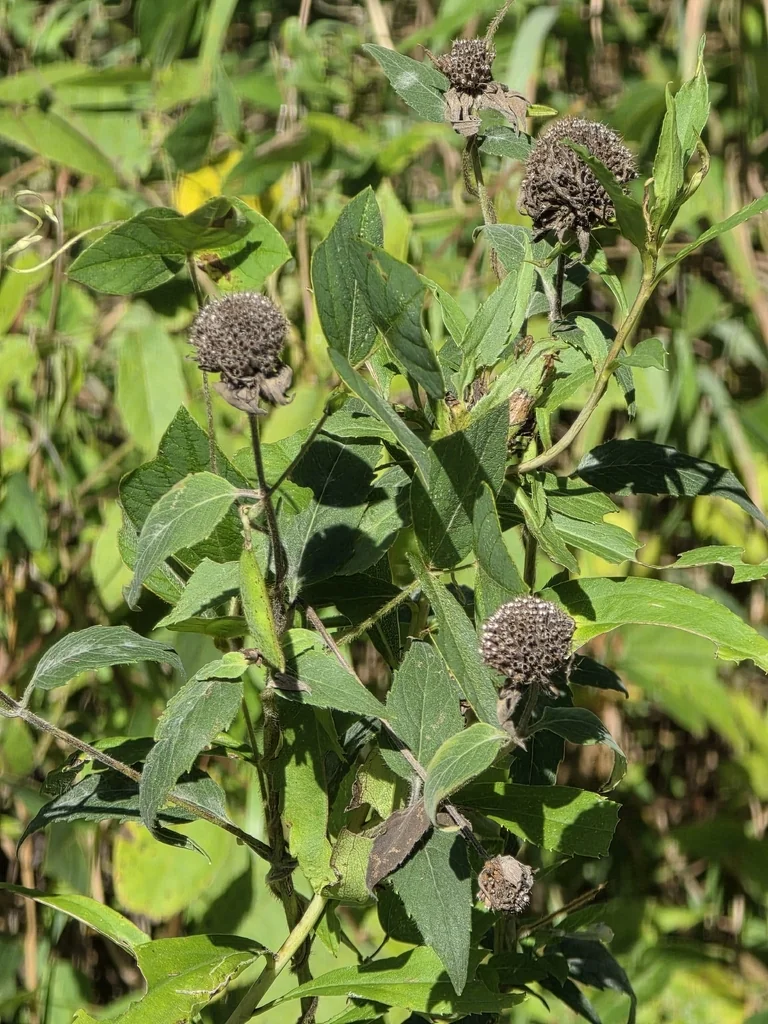 Monarda fistulosa