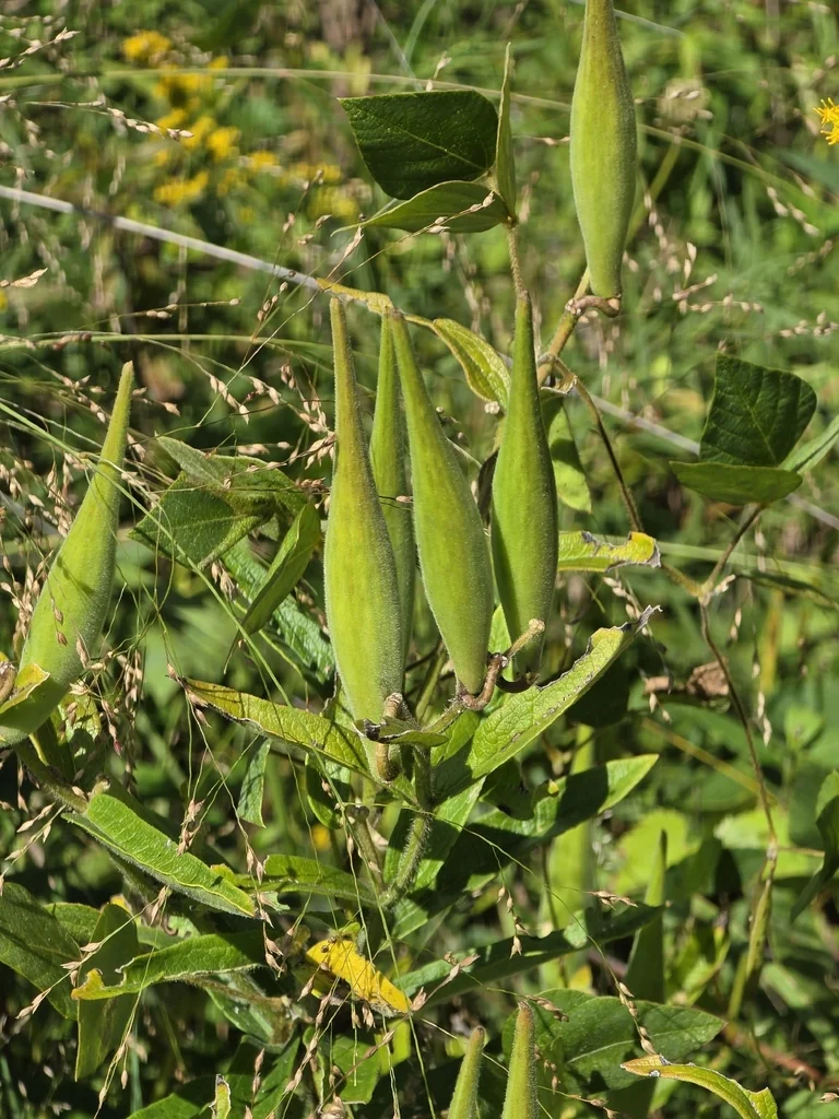Asclepias Tuberosa