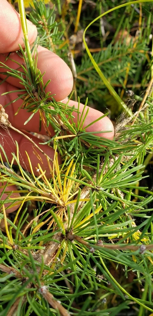 Larix Laricina