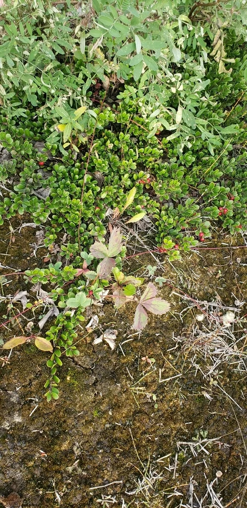 Arctostaphylos Uva-Ursi