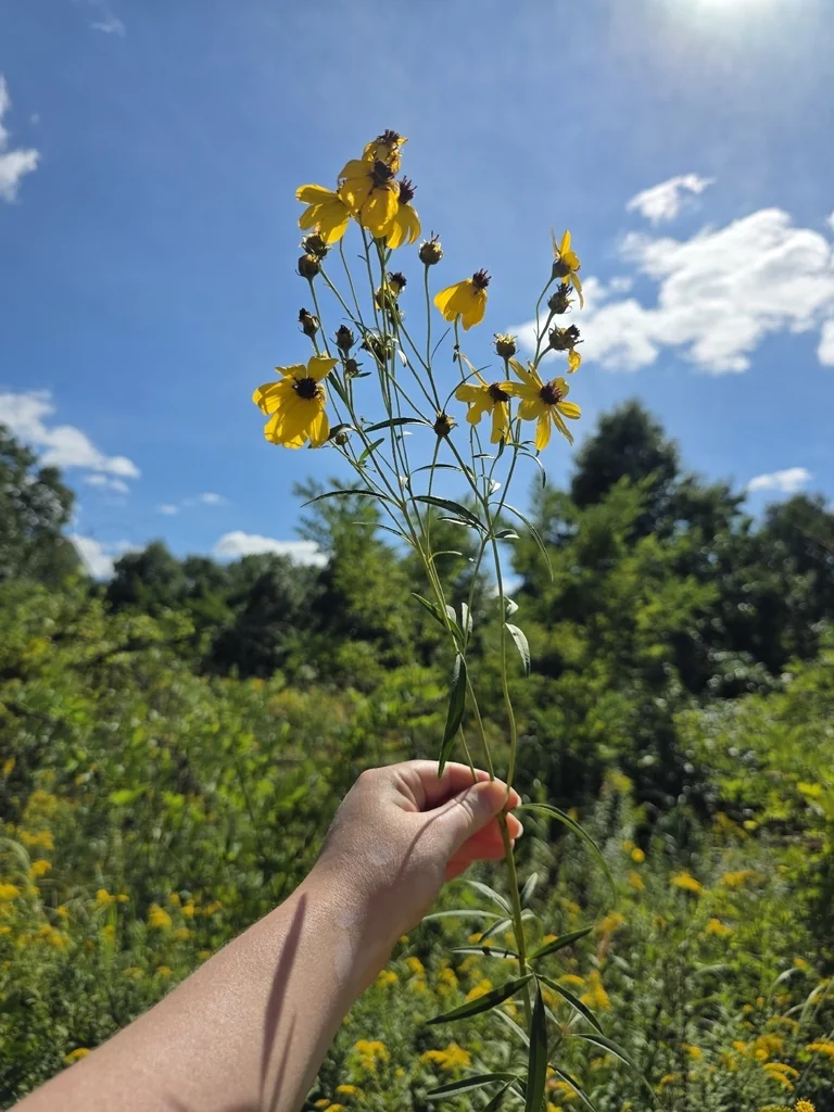 Coreopsis Tripteris
