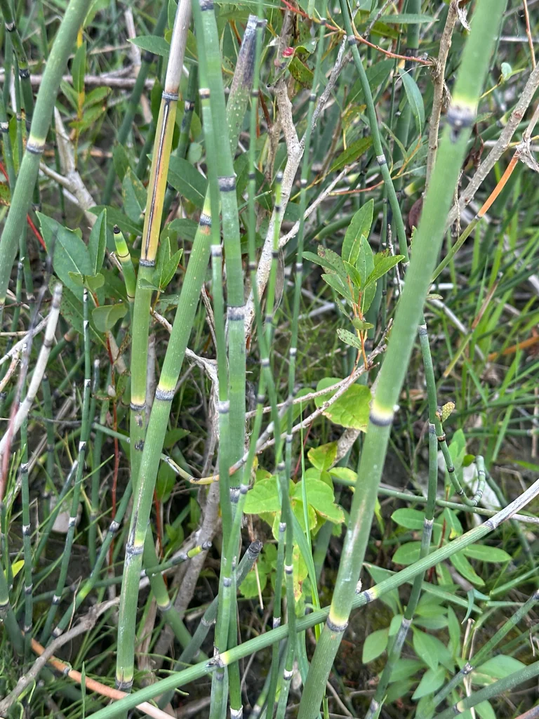 Equisetum Hyemale