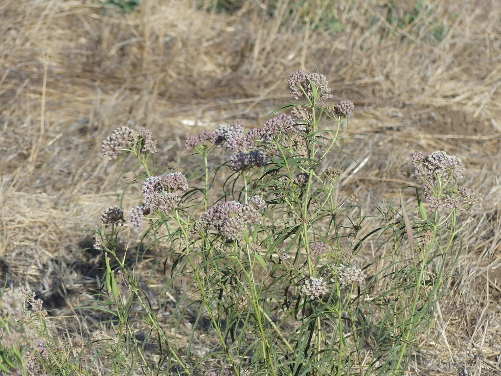 Asclepias Fascicularis