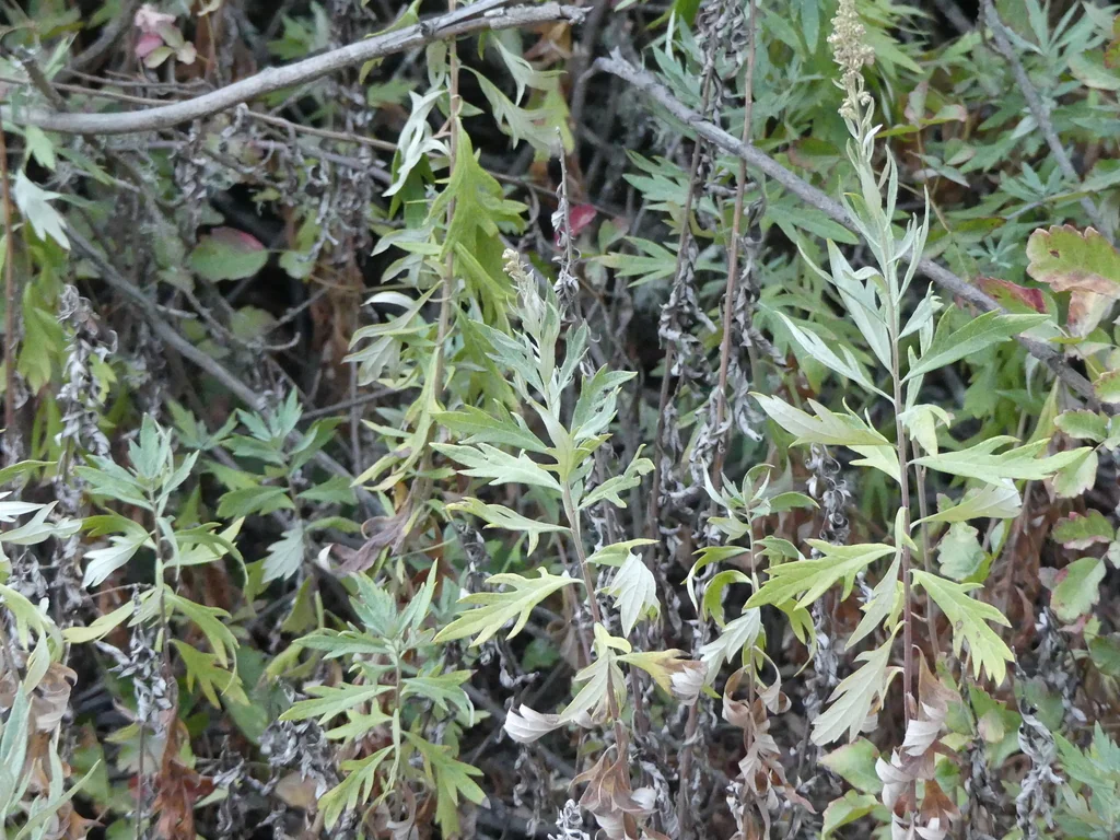 Artemisia Douglasiana