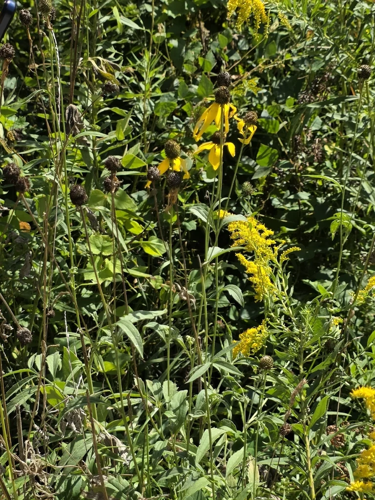 Ratibida Pinnata