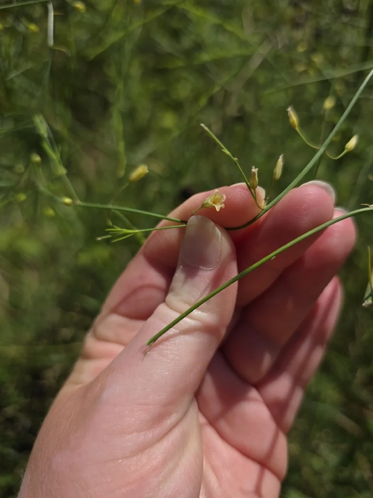 Asparagus Officinalis