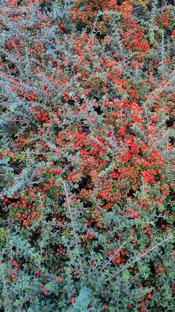 Cotoneaster Horizontalis
