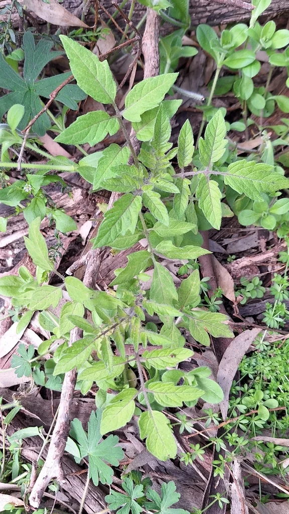 Solanum lycopersicum