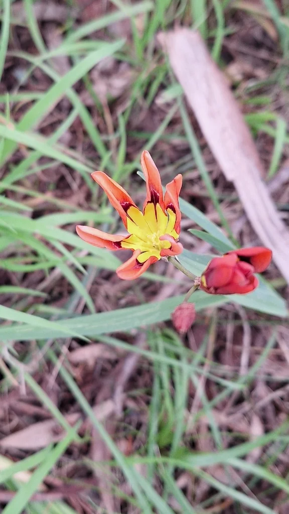 Sparaxis Tricolor