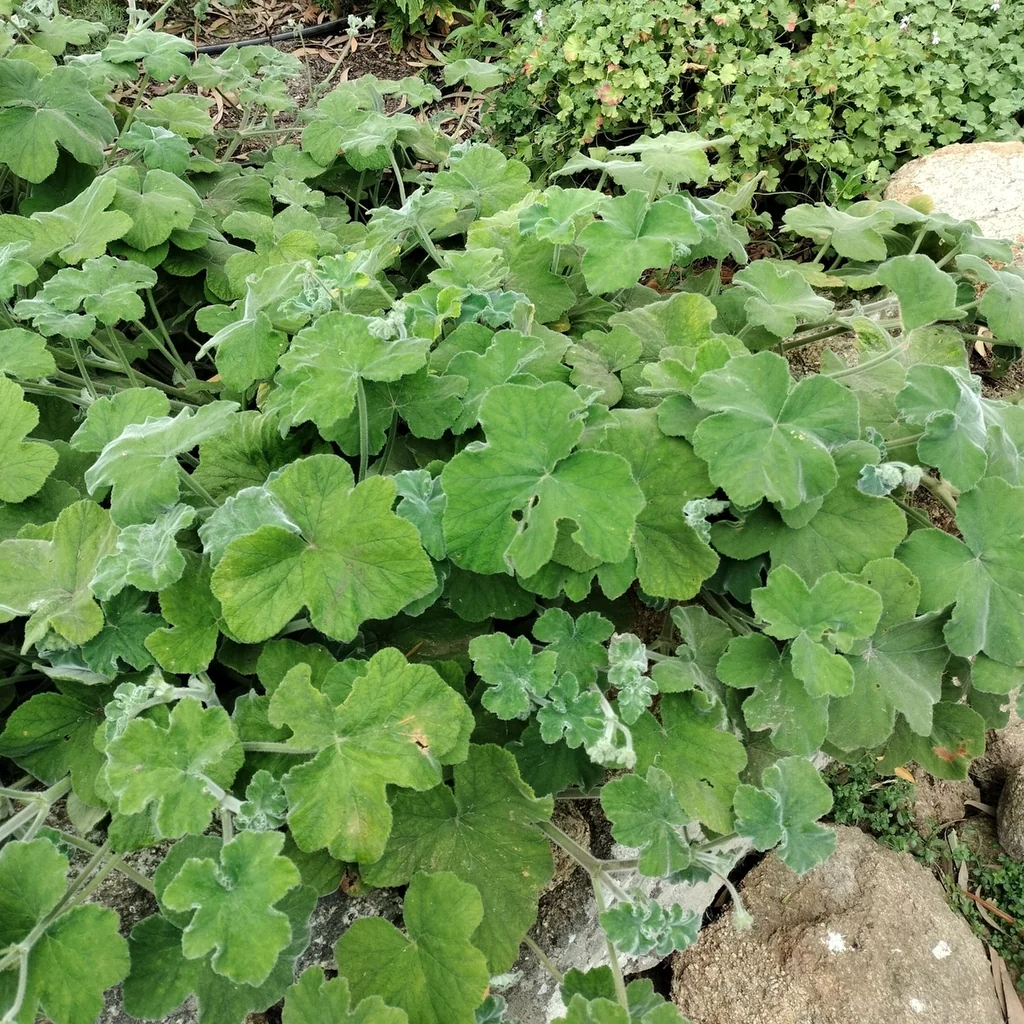 Pelargonium Tomentosum