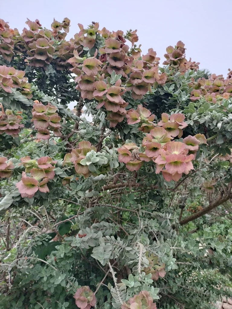 Salvia Africana-Lutea