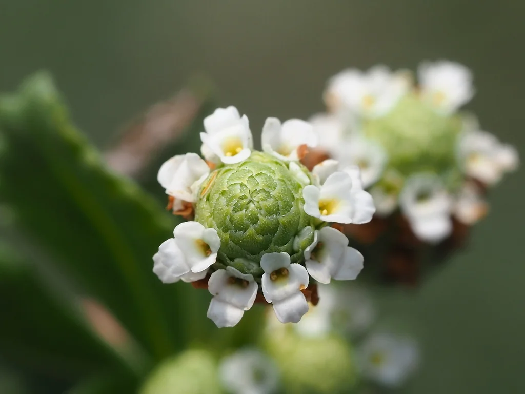 Lippia Nodiflora