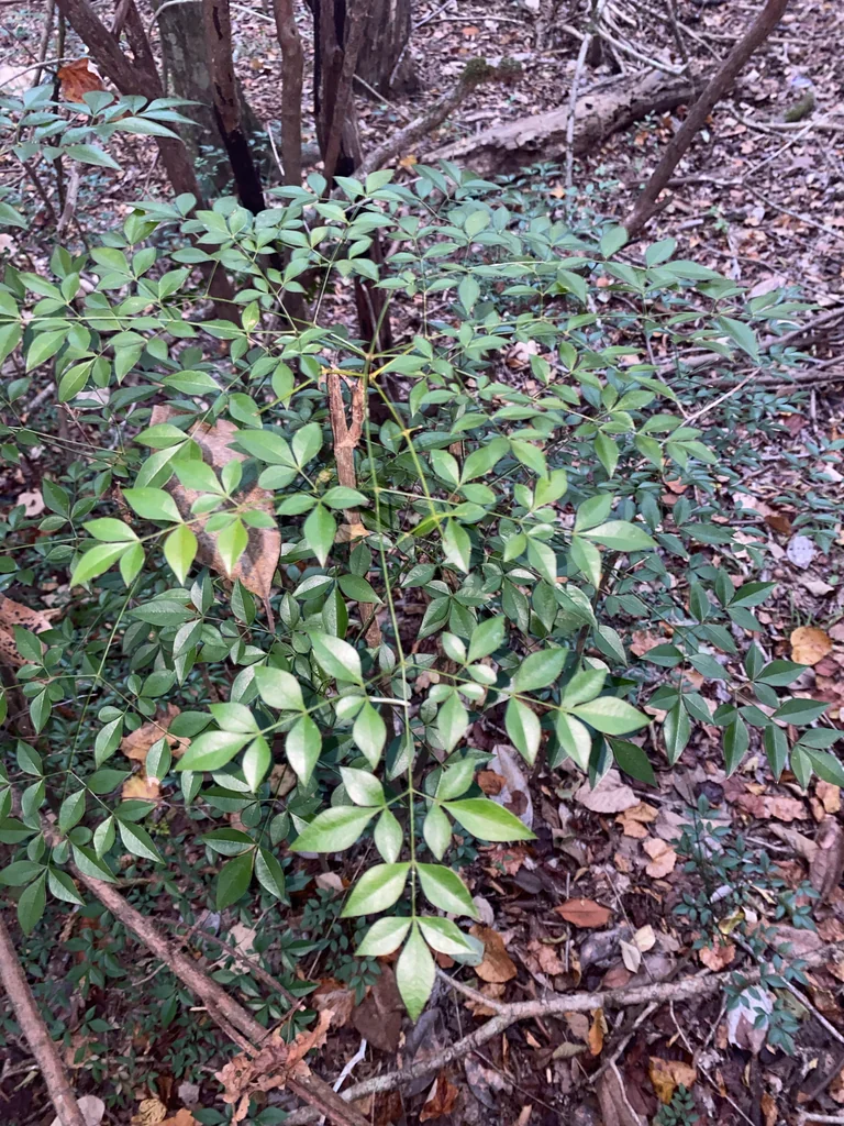 Nandina Domestica