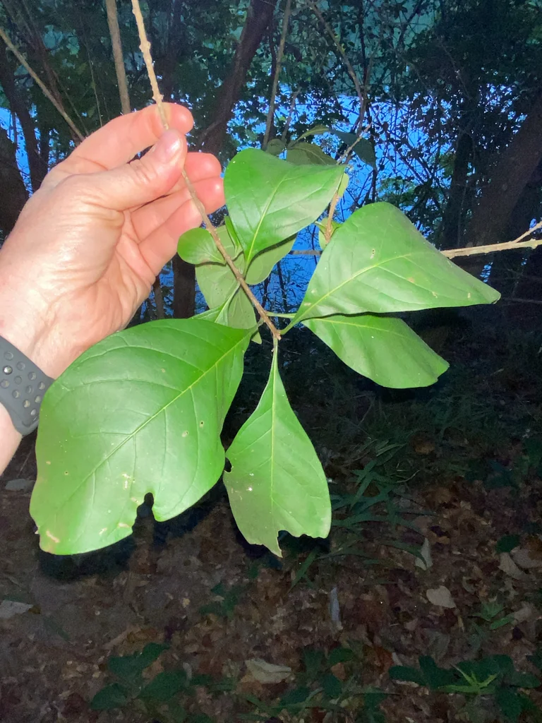 Chionanthus Virginicus