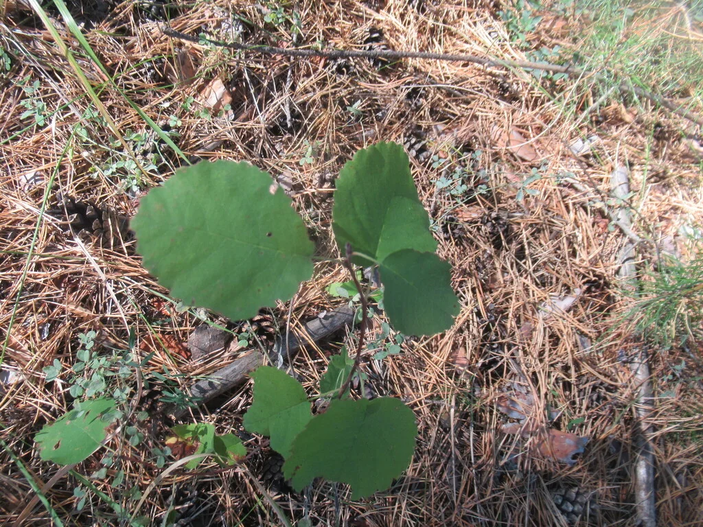 Amelanchier Alnifolia