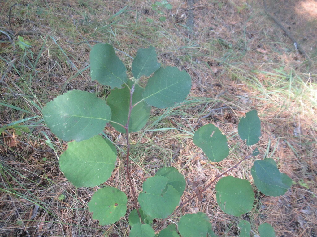 Amelanchier Alnifolia