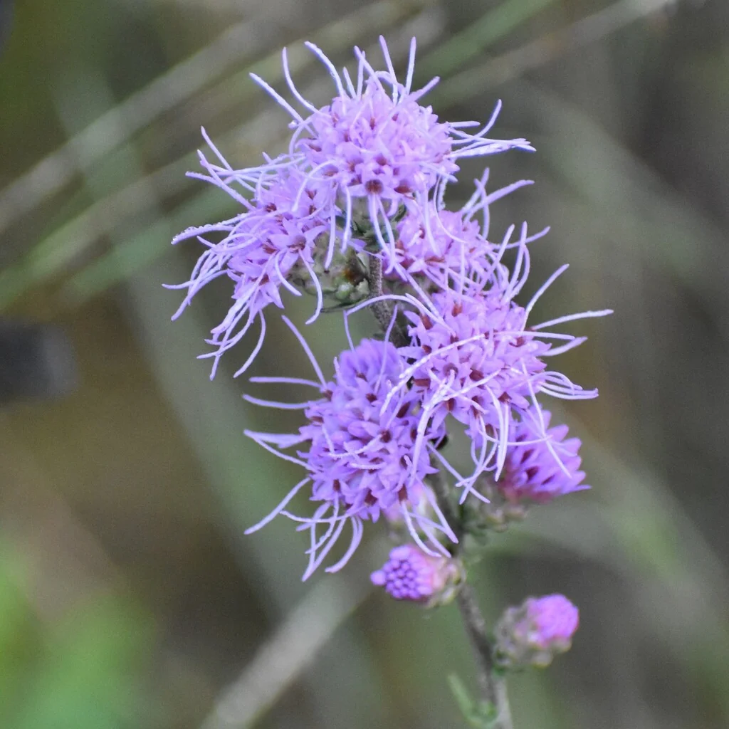 Liatris Aspera