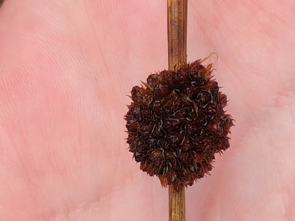 Juncus effusus