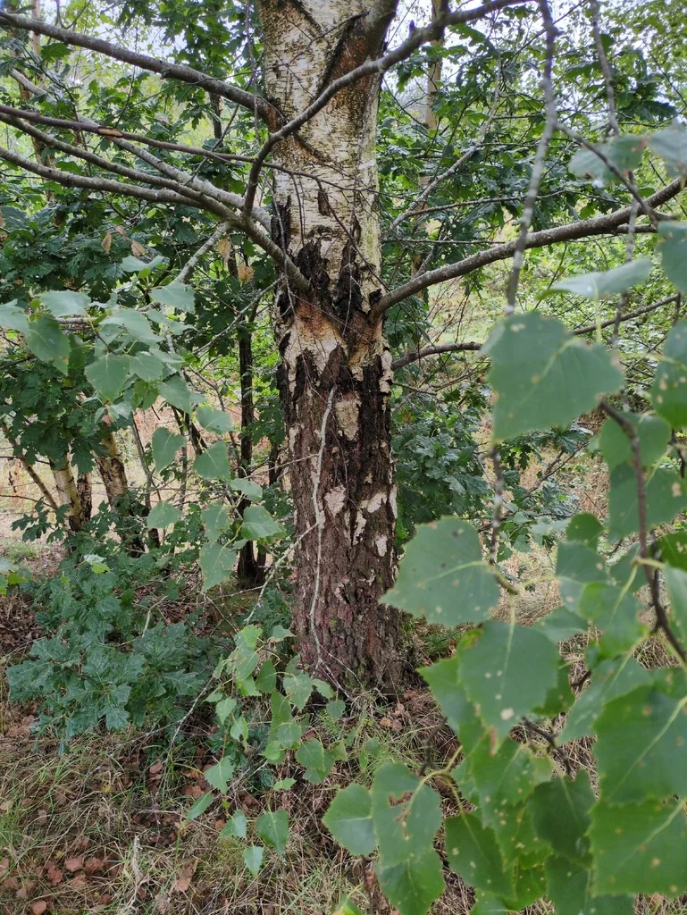 Betula Pendula