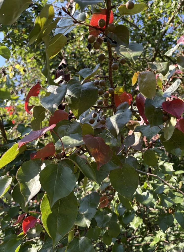 Pyrus Calleryana