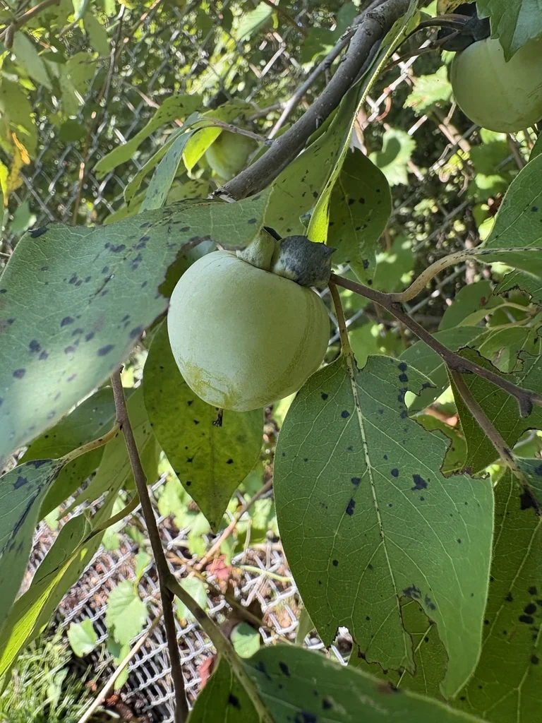 Diospyros Virginiana