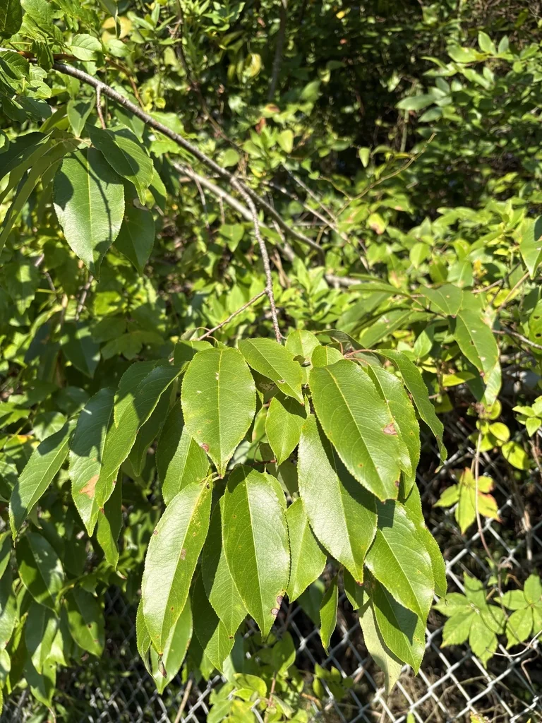 Prunus Serotina