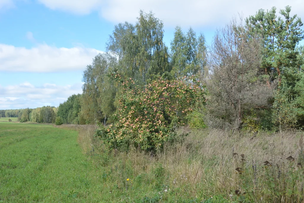 Malus Pumila
