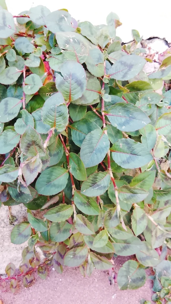 Persicaria Capitata