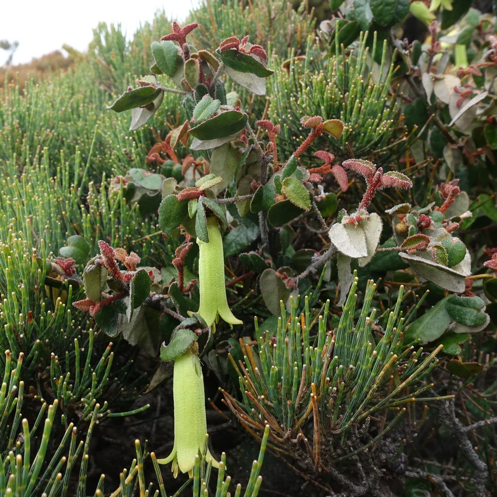 Correa Reflexa