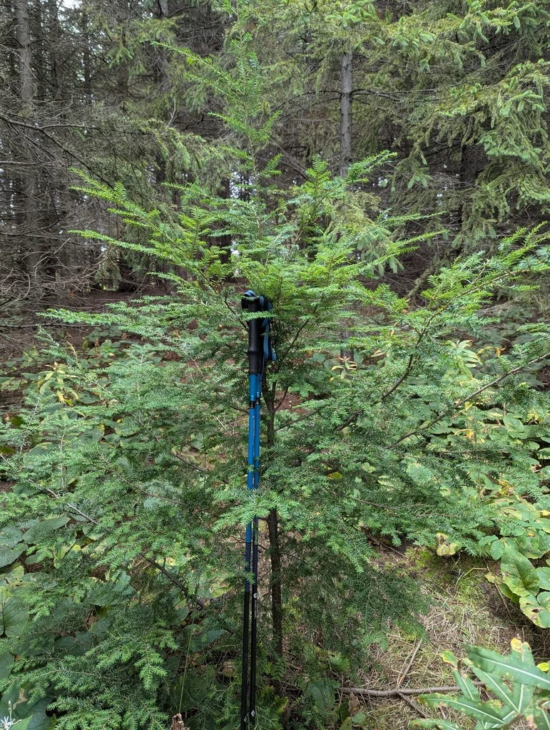 Tsuga Canadensis